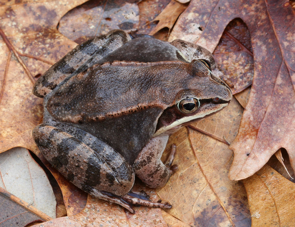 Wood Frog